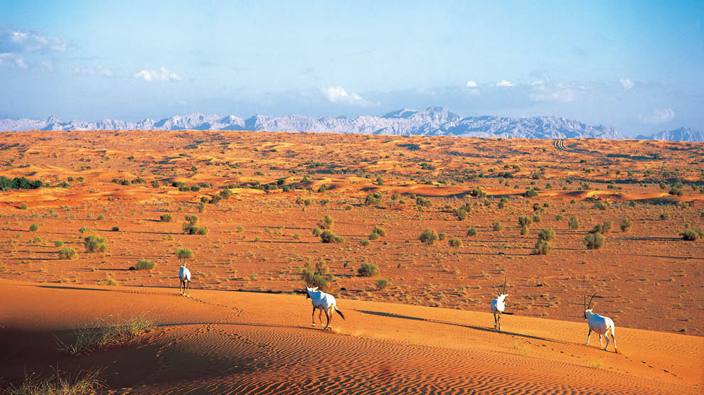 Al Maha Desert Resort