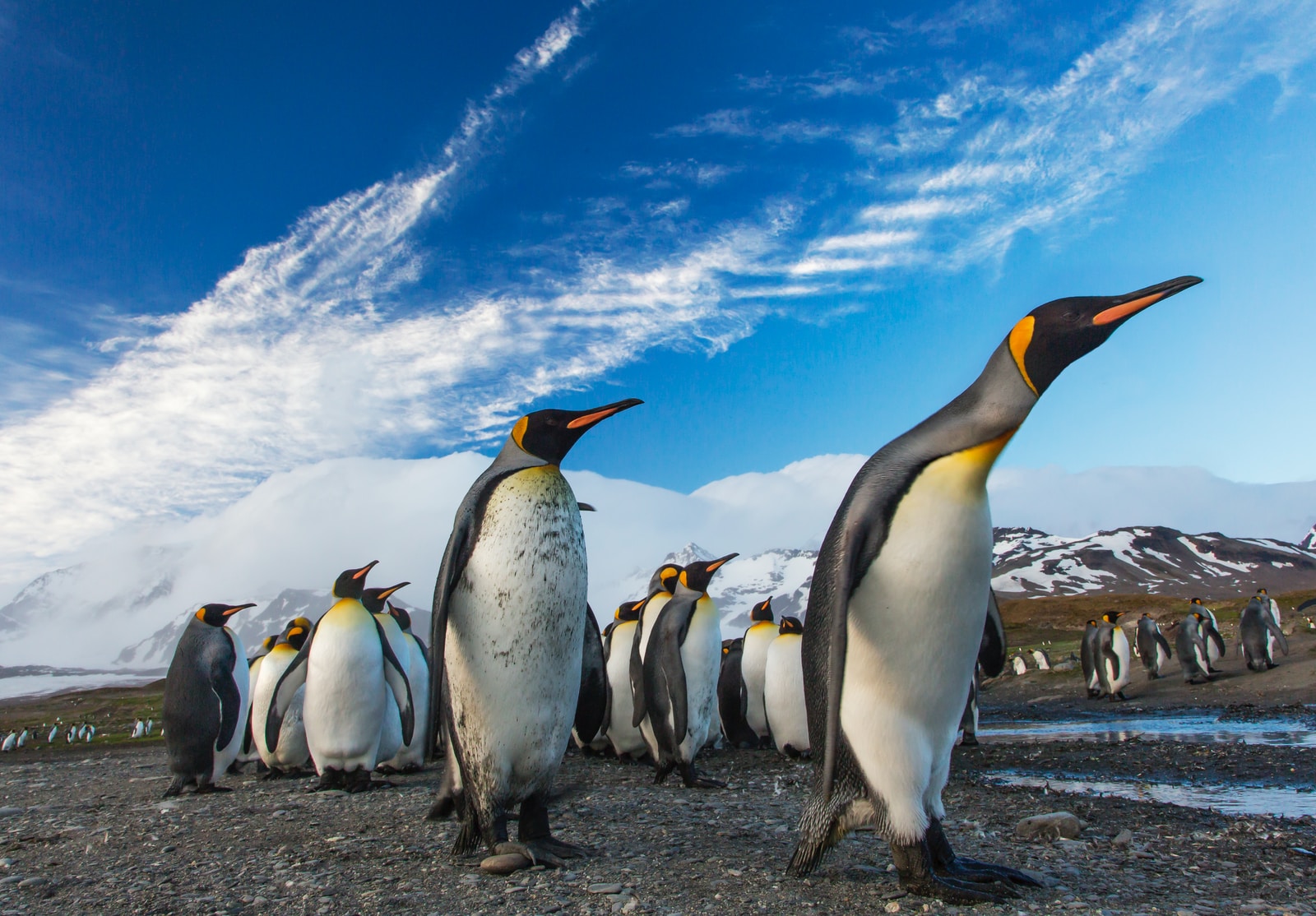 Antarctic