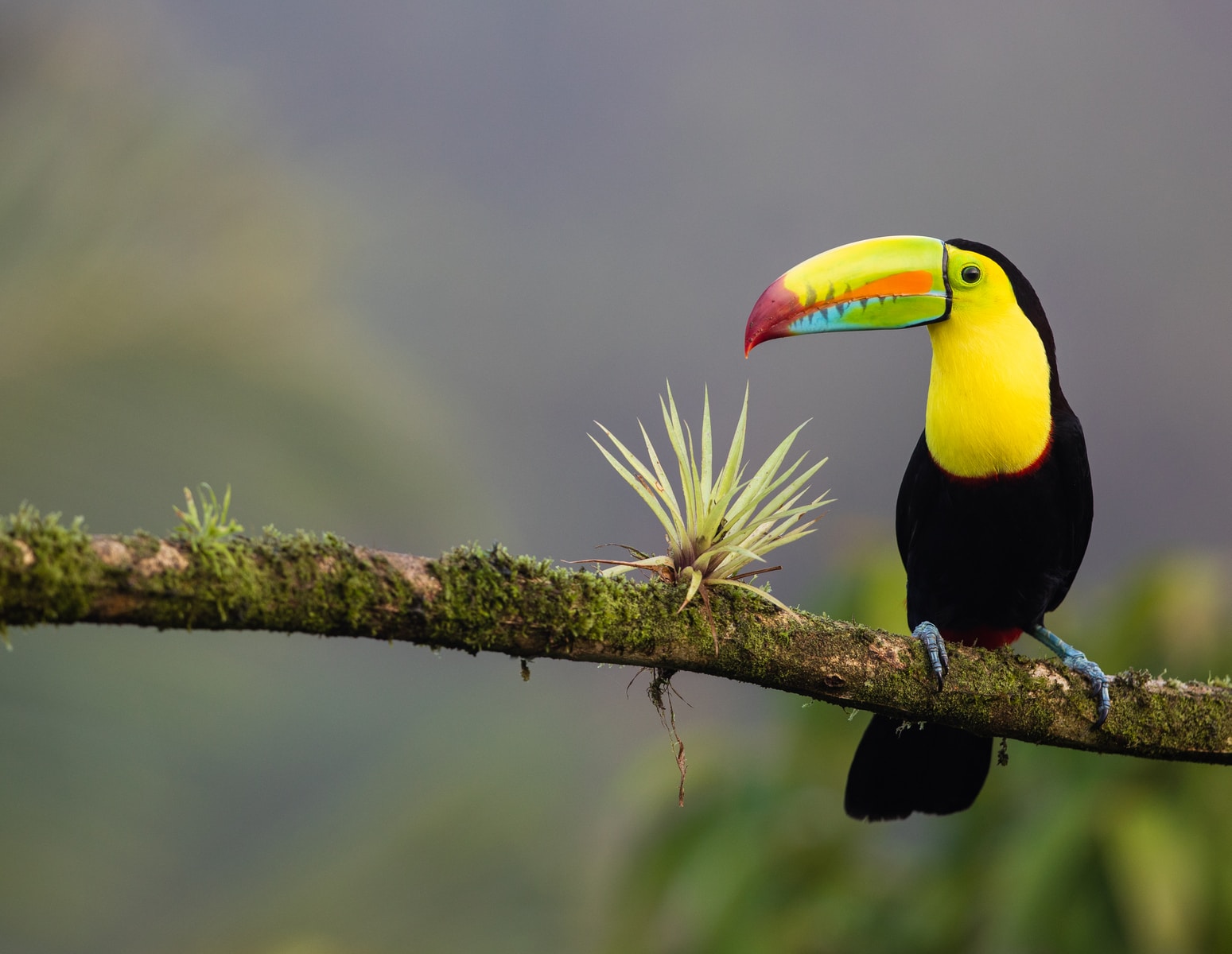 Osa Peninsula Costa Rica