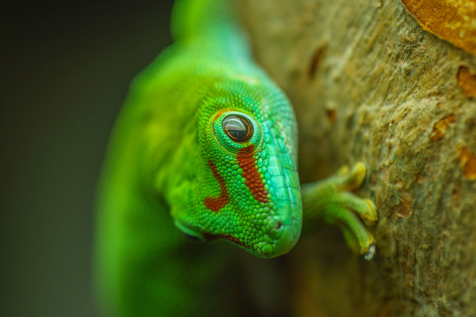 Madagascar